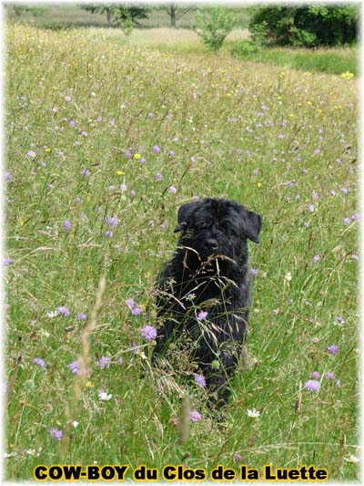 le bouvier des flandres et le cheval - Elevage du CLOS DE LA LUETTE - COPYRIGHT DEPOSE